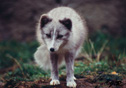 Alopex lagopus